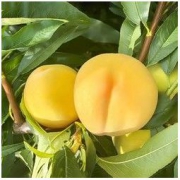 爱尚皇 新鲜黄桃 5斤装