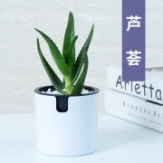￥5.8 锦丹 芦荟盆栽 带懒人自吸水盆