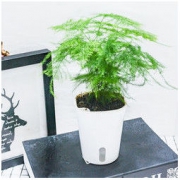 品盛 文竹盆栽 5款花盆可选