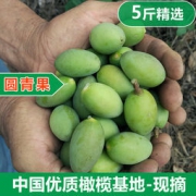 新鲜橄榄青果现摘现发水果5斤