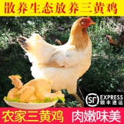 态谷食代 生态散养 襄阳三黄鸡 2只 共2500g
