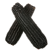 楚雀黑玉米棒子糯玉米220g*3