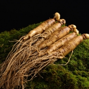 长白山鲜人参大参野山参40g