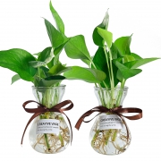凯天·花航 B305 水培植物花瓶 2只装 送2把绿萝+贴纸+彩带 6.8元包邮（需用券）