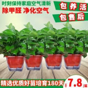 金尉长藤绿萝室内花卉盆栽吊兰植物吸甲醛净化空气水培绿植大绿箩 7.8元