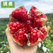 大果突尼斯软籽甜石榴第2件5元