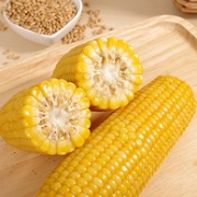 有机黏玉米 2.5kg 8根装 东北黄糯玉米棒