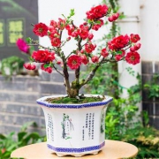 春枝晓 海棠树苗 长寿冠海棠 5年生造型树