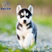 宠物活体：遛遛巴 哈士奇幼犬 宠物级