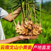 喵鲜记 2019年新鲜云南文山小黄姜 5斤