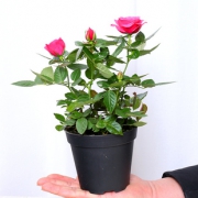 玫瑰花月季花盆栽【带盆带土】