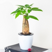 品盛 绿植盆栽 带自吸水盆 6.8元包邮（需用券）