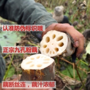 湖北特产，余胖子 现挖现发带泥莲藕 5斤装