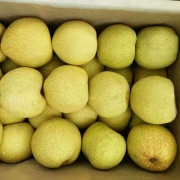 西贝哥  砀山皇冠梨 带箱10斤 18.8元包邮
