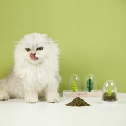 Honey Care 心宠 Mini森林猫薄荷 9.9元包邮（需用券）