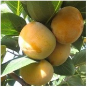 晋南布衣 巧克力脆甜柿子 带箱10斤