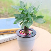 萌肉居 绿植植物盆栽 发财树 7.9元