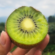 天使芳菲 眉县 绿心猕猴桃 5斤 14.9元包邮（需用券）