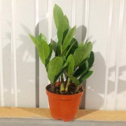 金钱树绿植盆栽 4.8元包邮