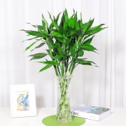 花语自由 富贵竹 60cm 8颗 送生根粉 7.9元包邮（需用券）