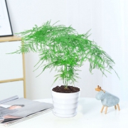 芊姿彩 水培盆栽 带盆 多款可选 3.8元包邮（需用券）