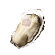 单家河 新鲜乳山牡蛎 生蚝 5斤装
