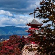 京东双11：上海/北京/天津—日本东京/大阪/冲绳/北海道 自由行/跟团游4-6日合集