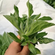 芬果时光 冰草菜 3斤