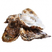 菜帮乳山鲜活生蚝净重4.5斤
