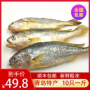 海捕野生小黄鱼 4斤