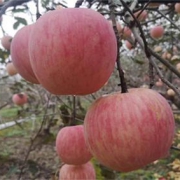 新疆阿克苏冰糖心苹果精选8斤