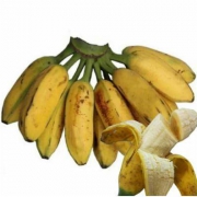 芭蕉 新鲜水果广西酸甜 大芭蕉 牛蕉香蕉 巴焦10斤包邮非粉蕉小米蕉（需使用35个淘金币）