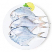御品集美鲜 新鲜渤海湾鲜冻小平鱼 银鲳鱼 500g袋装 约6-7条 *5件