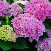 花花女神 大花绣球老桩花苗