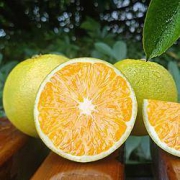 预售：湖南麻阳冰糖橙 带箱10斤