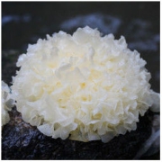 福建古田 鲜银耳 6朵（单朵约120g）