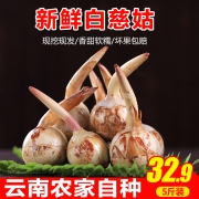可米庄园 云南新鲜白慈姑 5斤