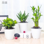 品盛 绿植盆栽 带自吸水盆  券后6.8元