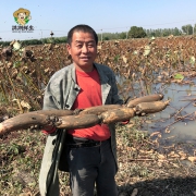 湖北特产，渔峡口 现挖现发带泥莲藕 5斤装