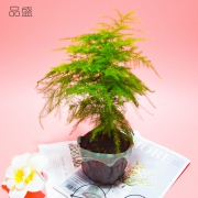 品盛 清新盆栽 2款可选  券后6.8元