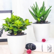 限地区：品盛 绿植盆栽 带自吸水盆 6.8元包邮（需用券）