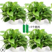 ￥28 绿萝盆栽室绿植18cm 4盆