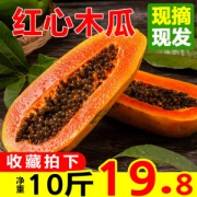 青孖集 云南红心牛奶木瓜 现摘现发 10斤