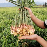 奇迹汇 云南土特产罗平小黄姜 500g 7.9元包邮（需用券）