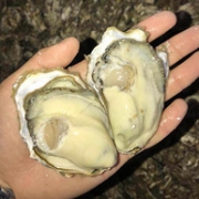 鲜多邦 乳山生蚝 2.5kg 约25-35个