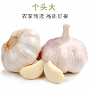 新鲜杞县大蒜头干蒜5斤 19.8元包邮