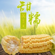 云南精选甜糯玉米现摘 10斤 21.8元包邮