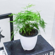 品盛 WZ-001 清新盆栽 多款可选