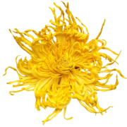徽春堂【一朵一杯】金丝皇菊60大