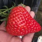 丹东东港 99红颜奶油草莓 3斤